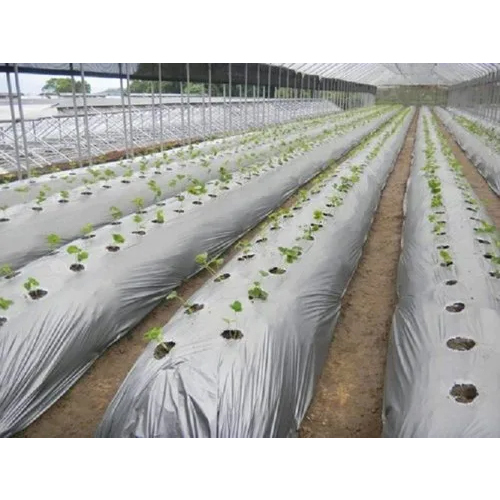 21 Microns Plastic Agriculture Mulching Sheet - Opaque Rigid Material, Customized Multi-layer Sizes | Moisture Retention, Weed Prevention, Pest Protection