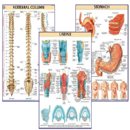 Orthopaedics Charts - Color: Multicolor