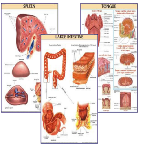Bone Structure And Formation - Digital Paper Lamination, 51 X 66 Cm, Multicolor, Flexible Design With Rollers For Hospital And Laboratory Use