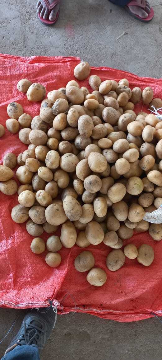 Fresh Potato - Round Raw Form | Style: Preserved, Ideal For Culinary Applications
