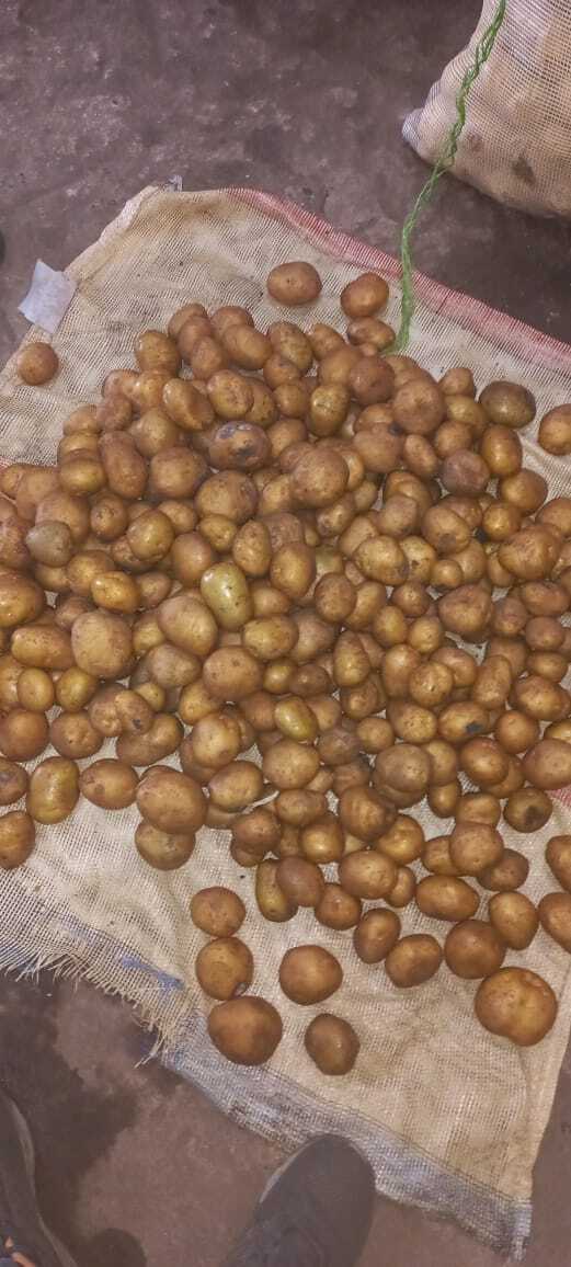 Fresh Potato - Round Raw Form | Style: Preserved, Ideal For Culinary Applications