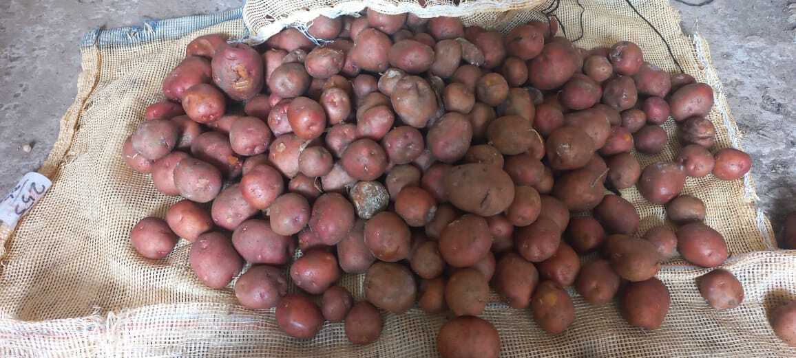 Lady Rosetta Potato - Round Shape , Moisture Level 5-15%, Shelf Life 2 Weeks, Raw Processing Form, No Preserving Compounds