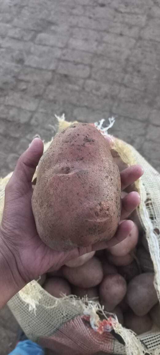 Lady Rosetta Potato - Round Shape , Moisture Level 5-15%, Shelf Life 2 Weeks, Raw Processing Form, No Preserving Compounds