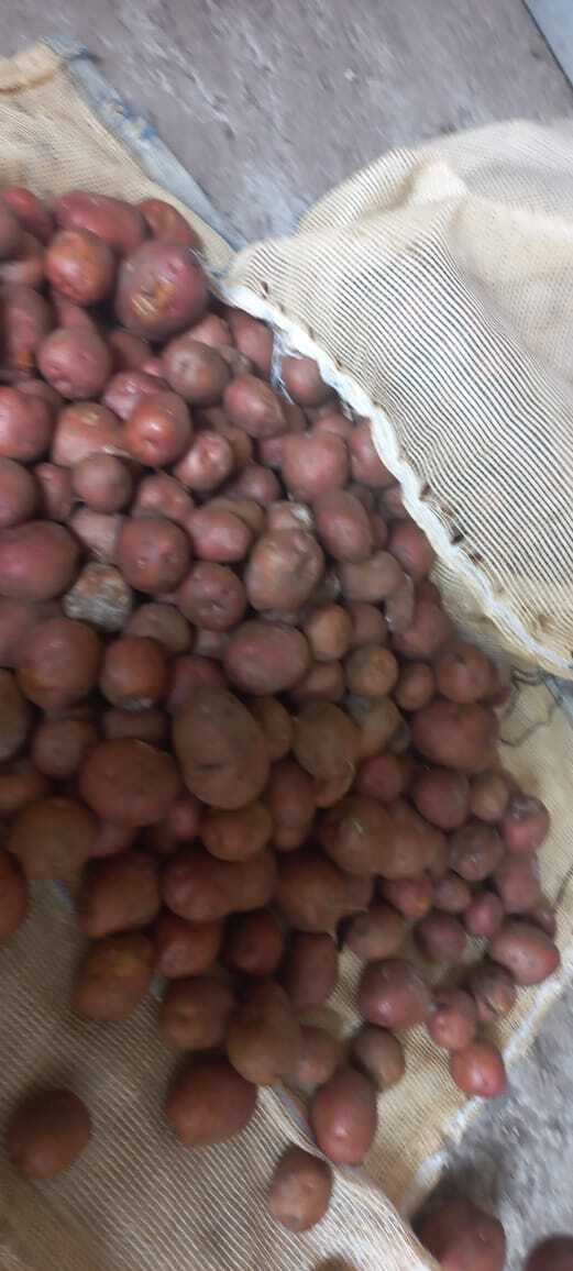 Lady Rosetta Potato - Round Shape , Moisture Level 5-15%, Shelf Life 2 Weeks, Raw Processing Form, No Preserving Compounds