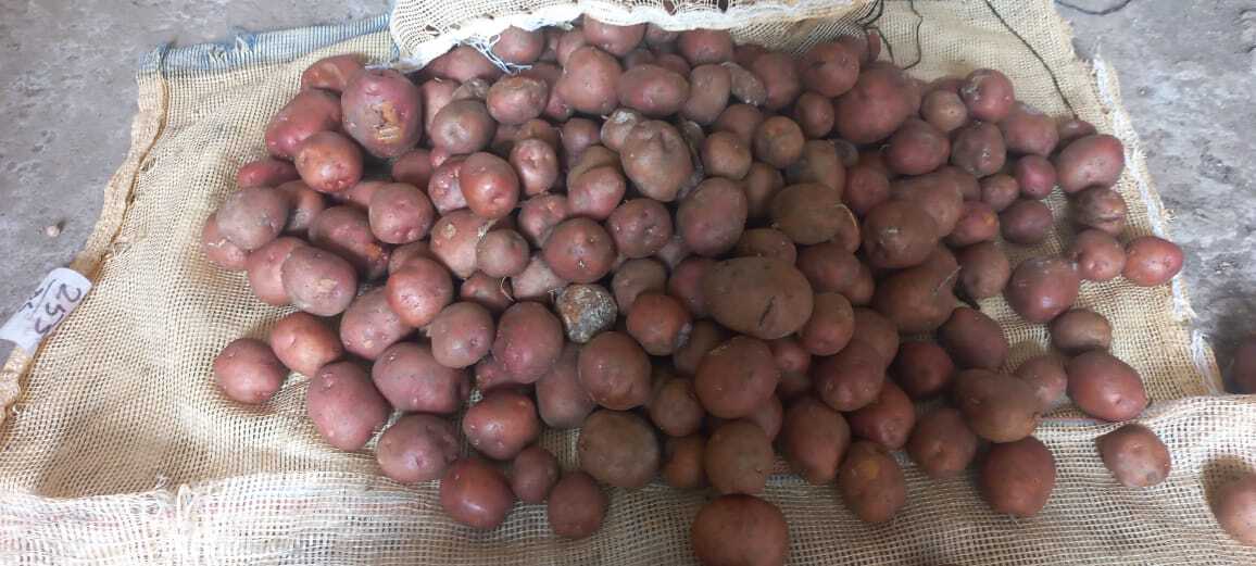 Lady Rosetta Potato - Round Shape , Moisture Level 5-15%, Shelf Life 2 Weeks, Raw Processing Form, No Preserving Compounds