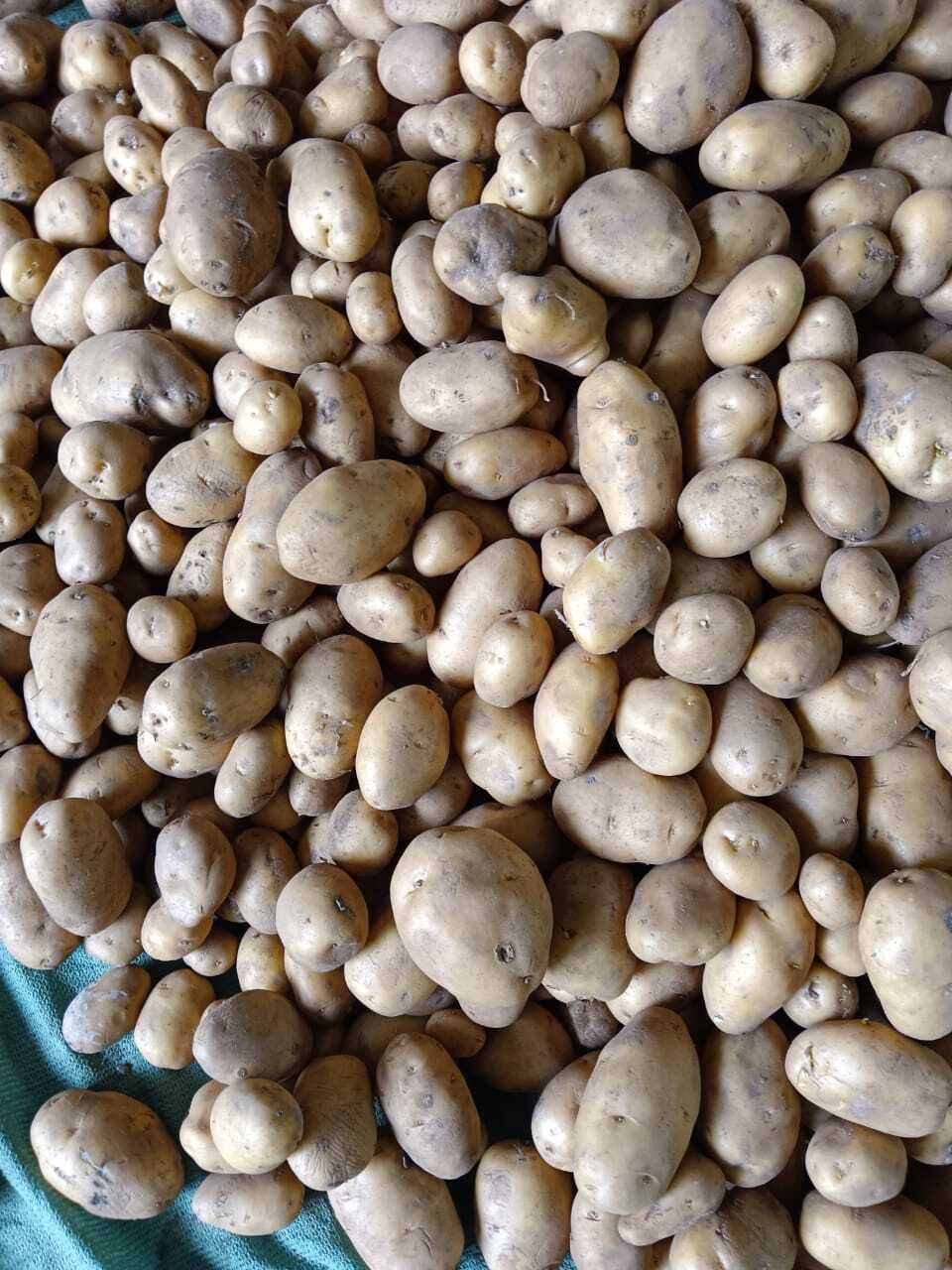 Potato Chipssona - Round Raw Chips, Moisture 5-15%, Preserved For 2 Months Shelf Life | No Preserving Compounds Used