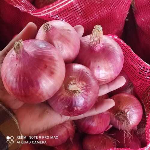 लाल प्याज की शेल्फ लाइफ: 7 दिन
