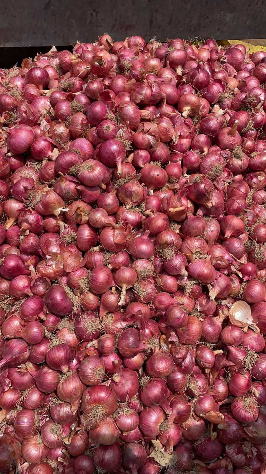Red Onion - 7-day Shelf Life | Rich In Flavor And Versatile For Culinary Uses