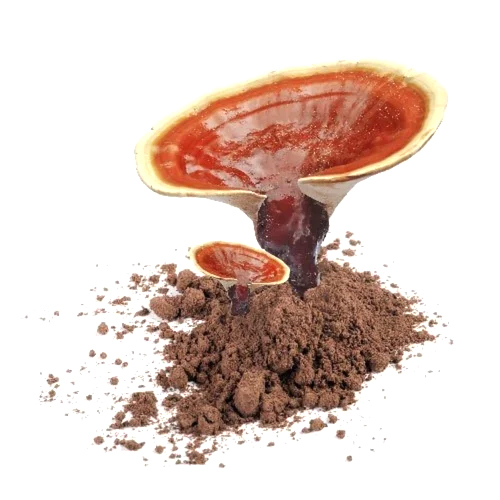 Brown Granoderma Extract