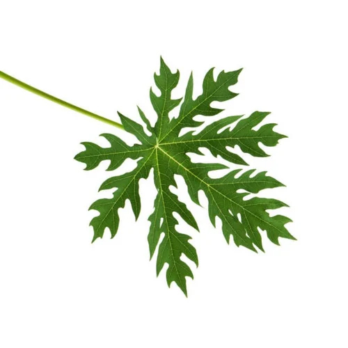 Papaya Leaf Extract Powder - Color: Brown