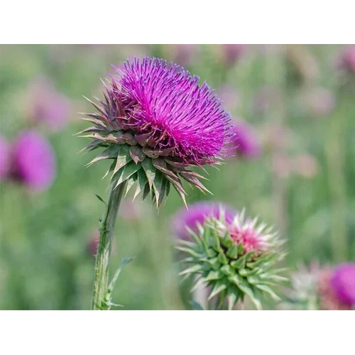 Milk Thistle Extract - Color: Green