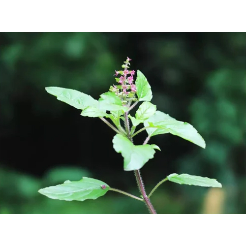 Tulsi Dry Extract - Color: Green