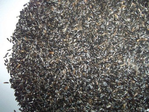 Niger Seed