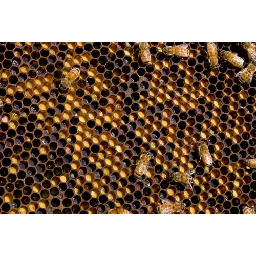 Bee Pollen Honey Comb - Additives: No
