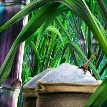 चीनी के पौधे