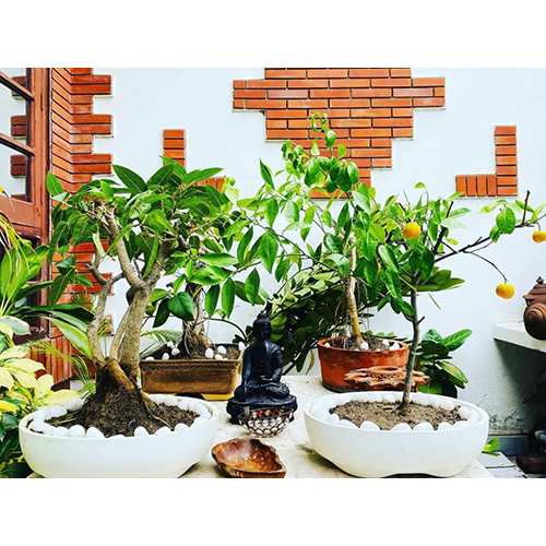 व्हाइट बोनसाई ट्रे 4