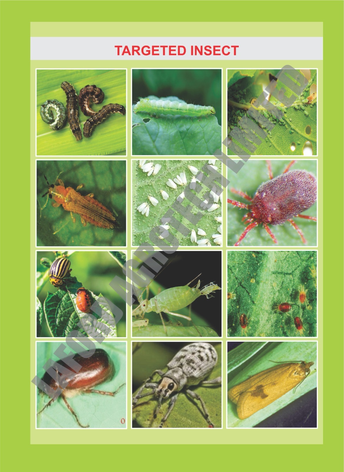 Imidaclorpid 6 Lambda Cyhalothrin 4 Sl - Insecticide Mixture 6% Imidaclorpid, 4% Lambda Cyhalothrin | Effective Pest Control Solution