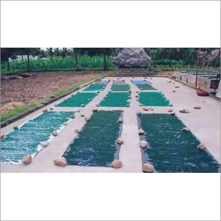 स्पिरुलिना सुखाने