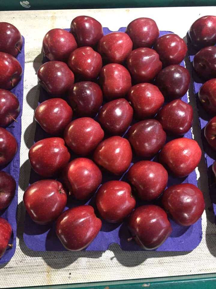 Fresh Apple - American Type, Round Shape, Red Color | Sweet Taste, Common Cultivation