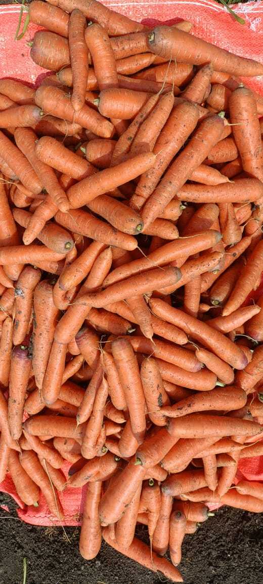 Fresh Carrot By 9 Step And Company