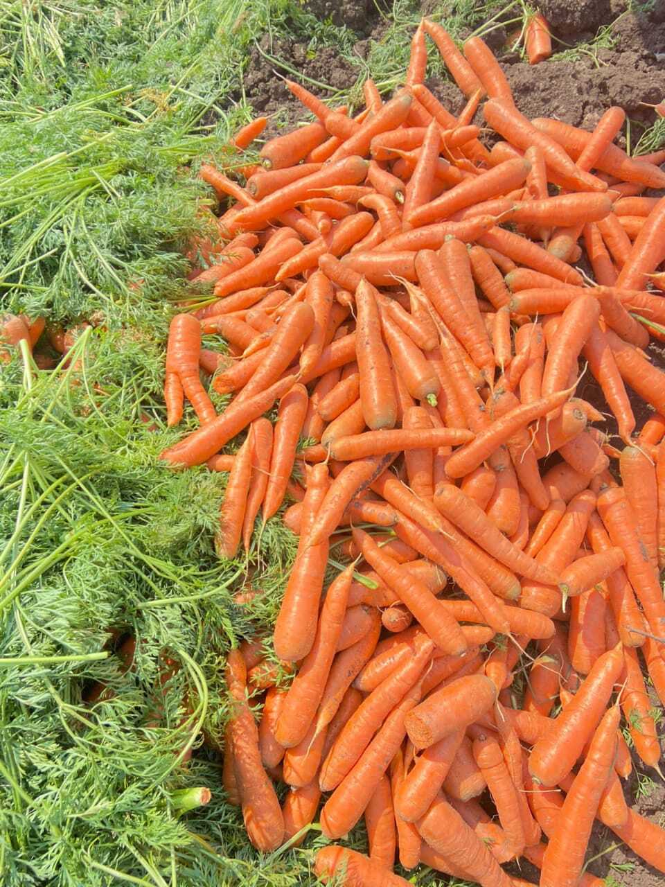 Fresh Carrot By 9 Step And Company