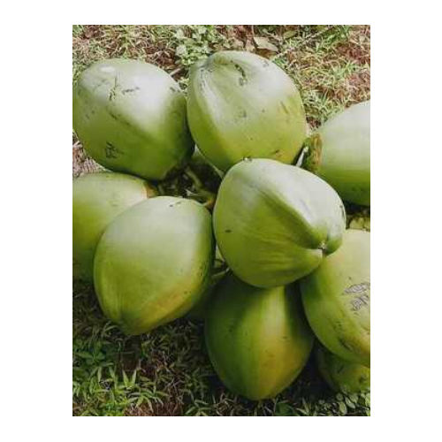 Common Fresh Coconut