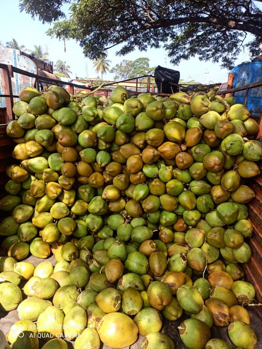 Common Fresh Coconut