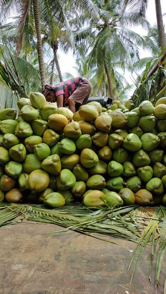 Common Fresh Coconut