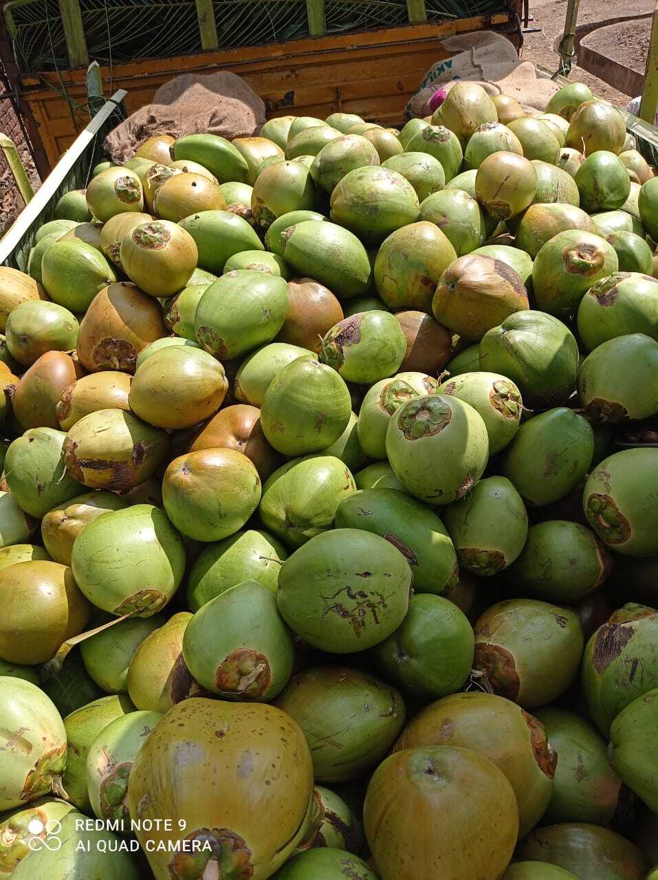 Common Fresh Coconut