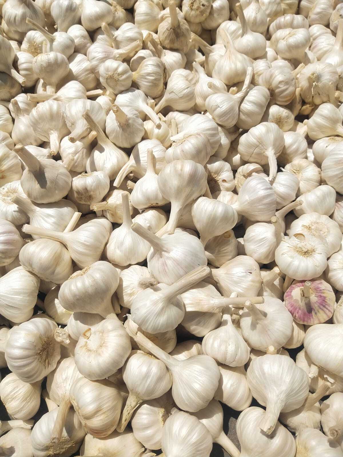Fresh Garlic By 9 Step And Company