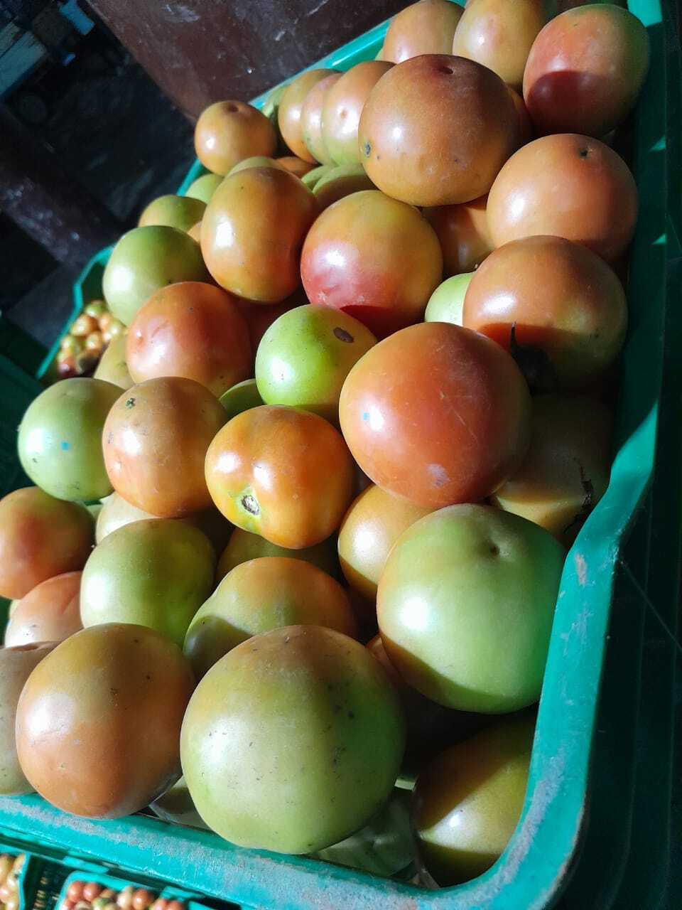 Fresh Tomato