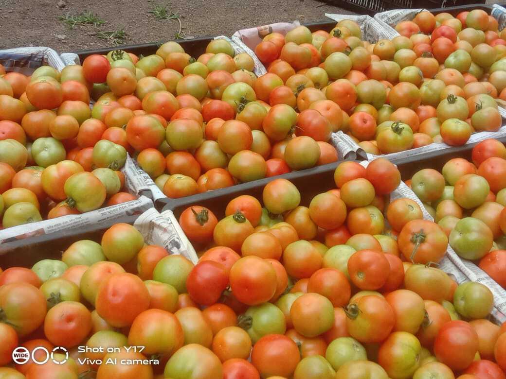 Fresh Tomato