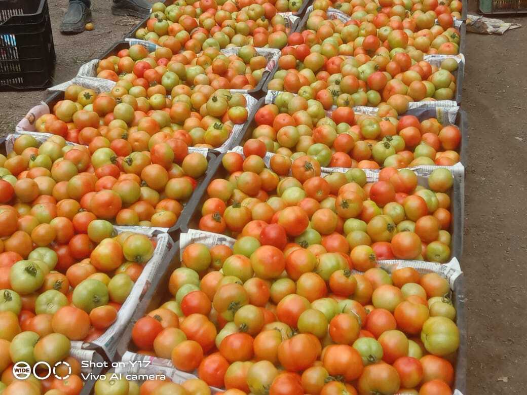 Fresh Tomato