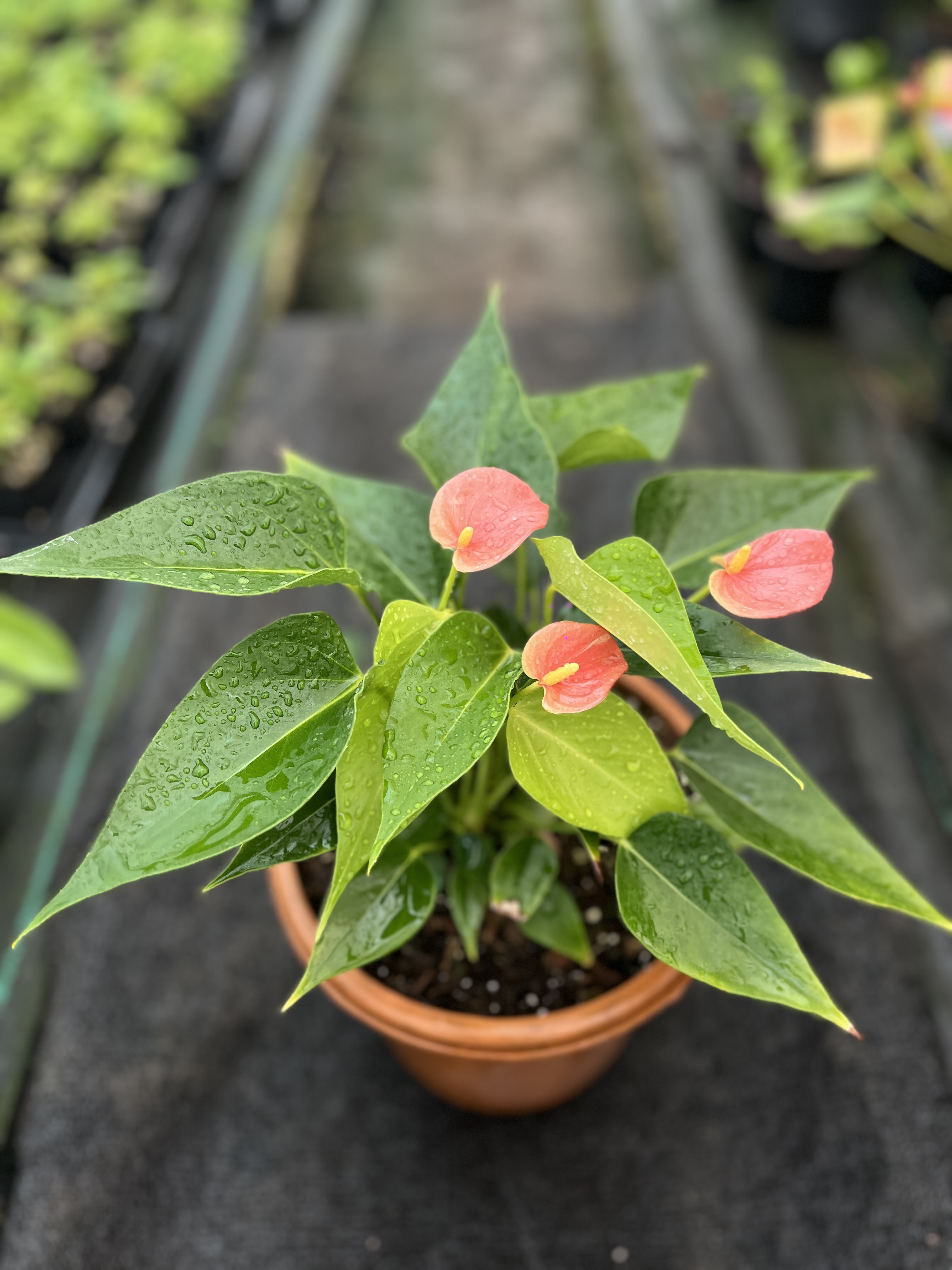 Orange Anthurium Plants.