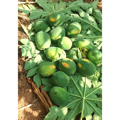 Papaya Plant - Variety Of Sizes, Customized Colors | Fast-growing Evergreen, Edible Leaves, Pest-resistant, Low-maintenance Gardening Choice