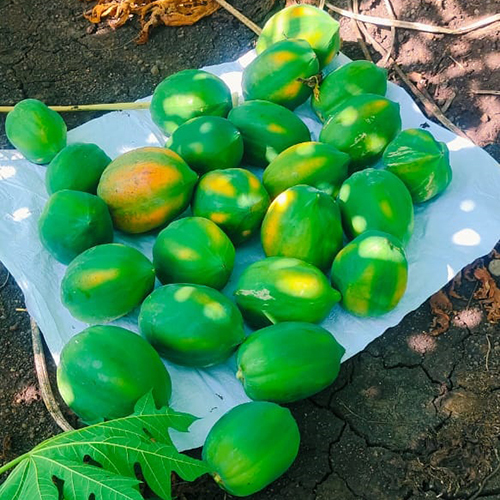Papaya Plant - Variety Of Sizes, Customized Colors | Fast-growing Evergreen, Edible Leaves, Pest-resistant, Low-maintenance Gardening Choice