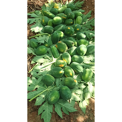 Papaya Plant - Variety Of Sizes, Customized Colors | Fast-growing Evergreen, Edible Leaves, Pest-resistant, Low-maintenance Gardening Choice