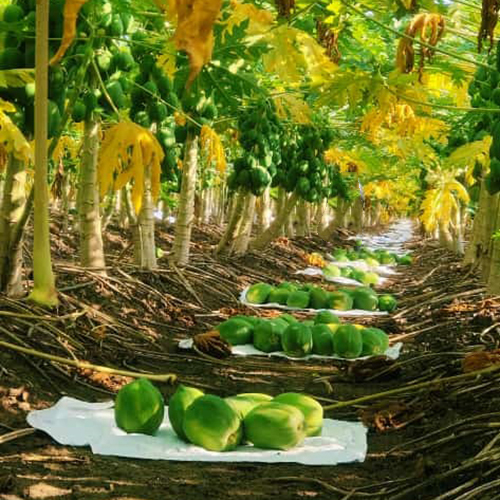 Papaya Plant - Variety Of Sizes, Customized Colors | Fast-growing Evergreen, Edible Leaves, Pest-resistant, Low-maintenance Gardening Choice