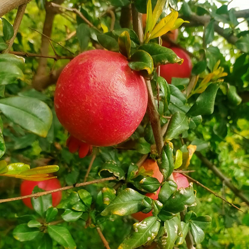 Red Pomegranate Plant - Evergreen Shrub, Up To 6 Feet Tall, Deep Glossy Green Foliage, Vibrant Red Fruits, Customizable Sizes And Colors