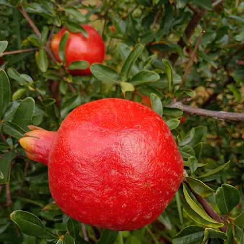 Red Pomegranate Plant - Evergreen Shrub, Up To 6 Feet Tall, Deep Glossy Green Foliage, Vibrant Red Fruits, Customizable Sizes And Colors