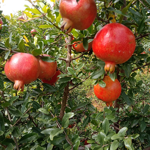 Red Pomegranate Plant - Evergreen Shrub, Up To 6 Feet Tall, Deep Glossy Green Foliage, Vibrant Red Fruits, Customizable Sizes And Colors