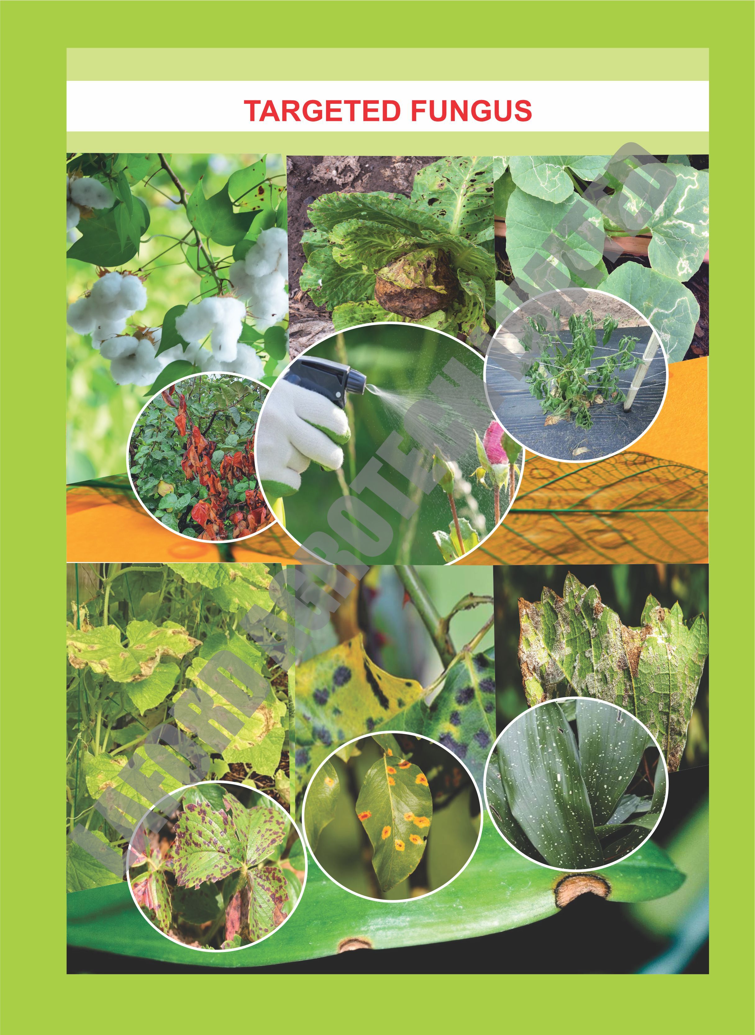 Validadamycin 3% L - Application: Agriculture