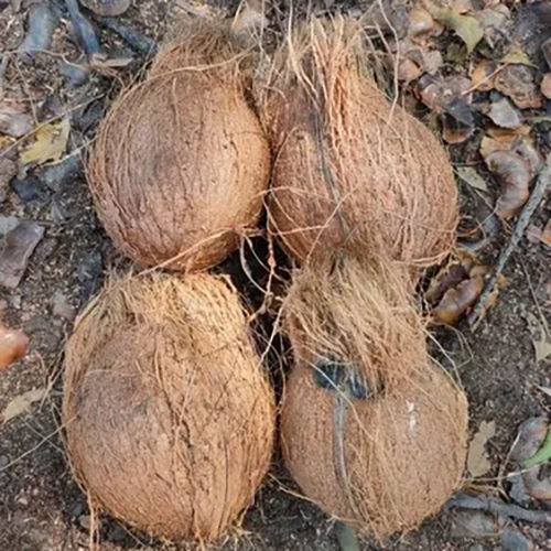 Semi Husked Coconut