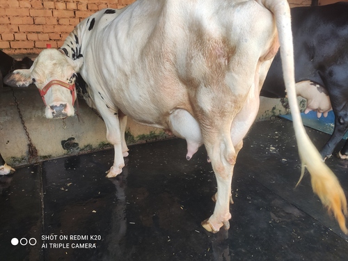 शुद्ध दूध देने वाली एचएफ गाय