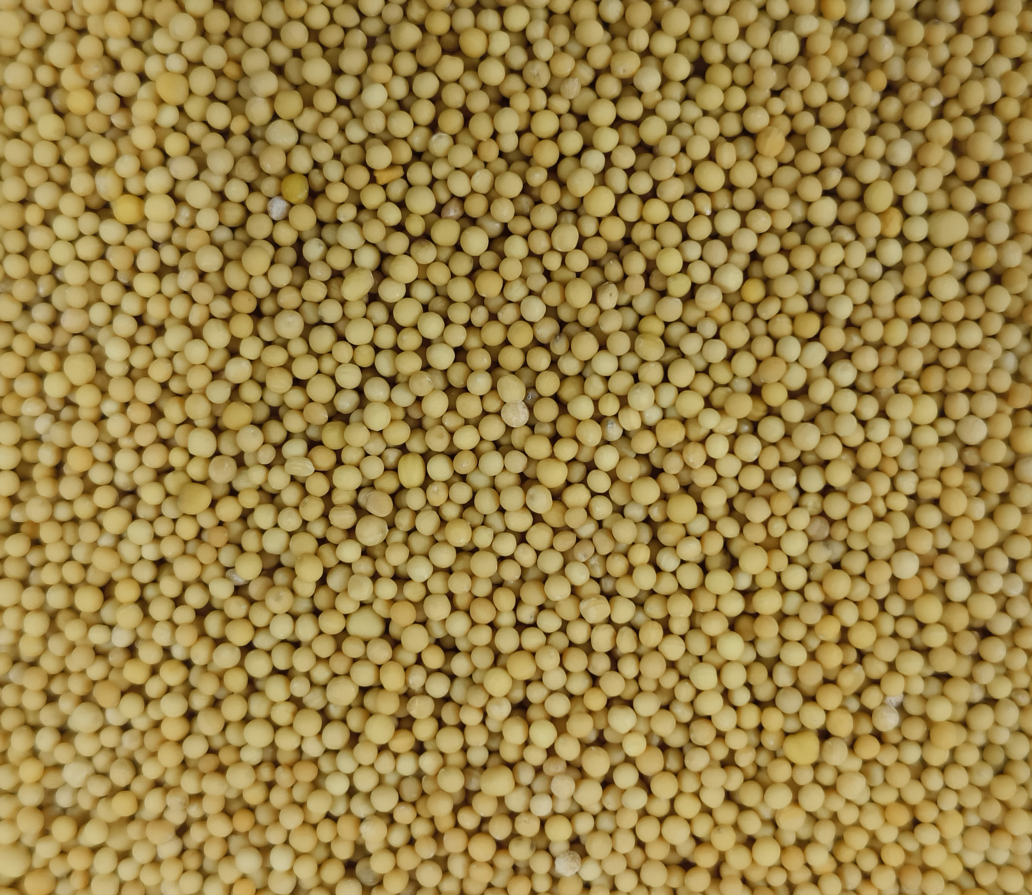 Bold Yellow Mustard Seeds Grade: Food Grade