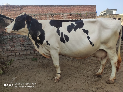 उच्च दूध देने वाली गाय