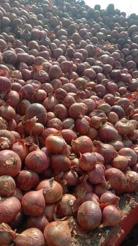 Onion Spice - Color: Red