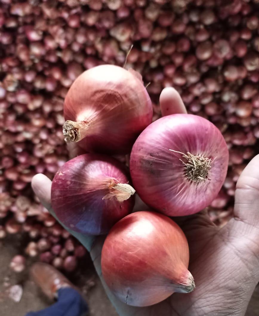 Onion Spice - Color: Red