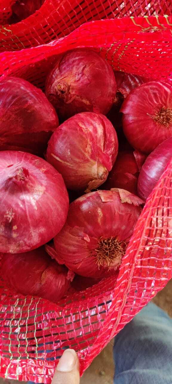 Onion Spice - Color: Red