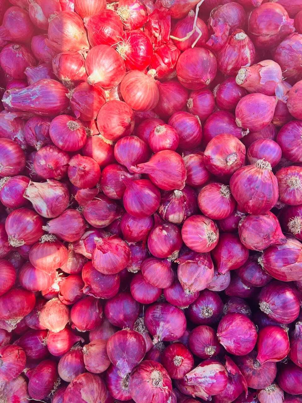 Onion Spice - Color: Red